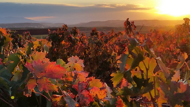 reservar online tours guiados gastro-enológica vino en La Rioja